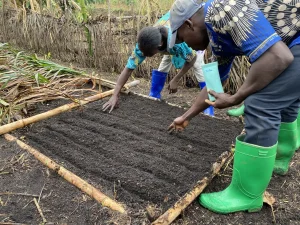 Photo illustrant le projet "Les champs de Christelle" soutenu par l'association SOLASO77 à Bongboka-Monéné en république démocratique du Congo RDC afin de lutter contre la malnutrition.